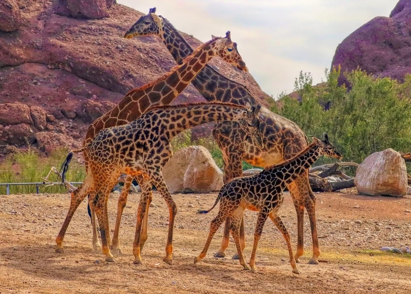 The giraffes are some of the most popular residents of Phoenix Zoo.