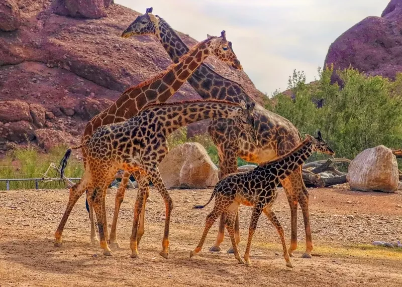Image: Giraffes
