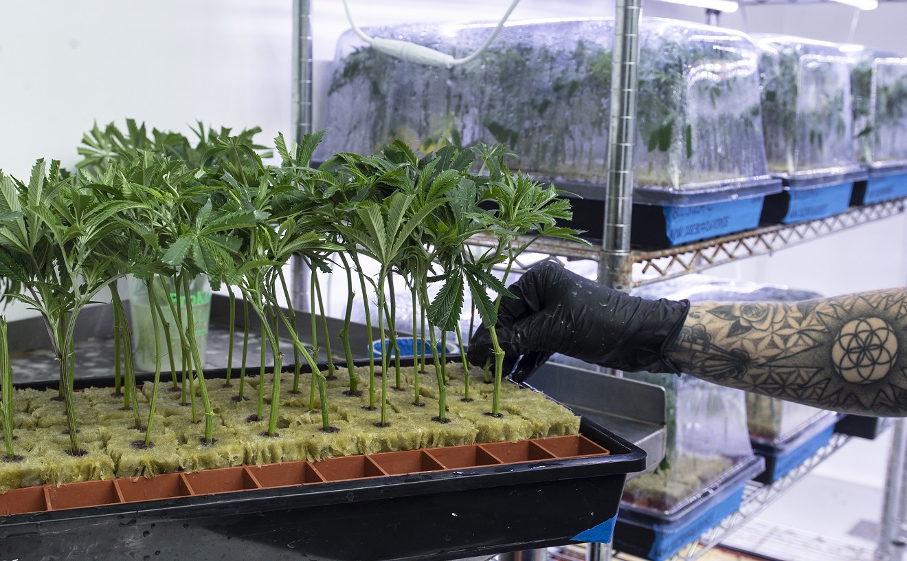 An inside look at 22Red’s state-of-the-art Phoenix weed cultivation
