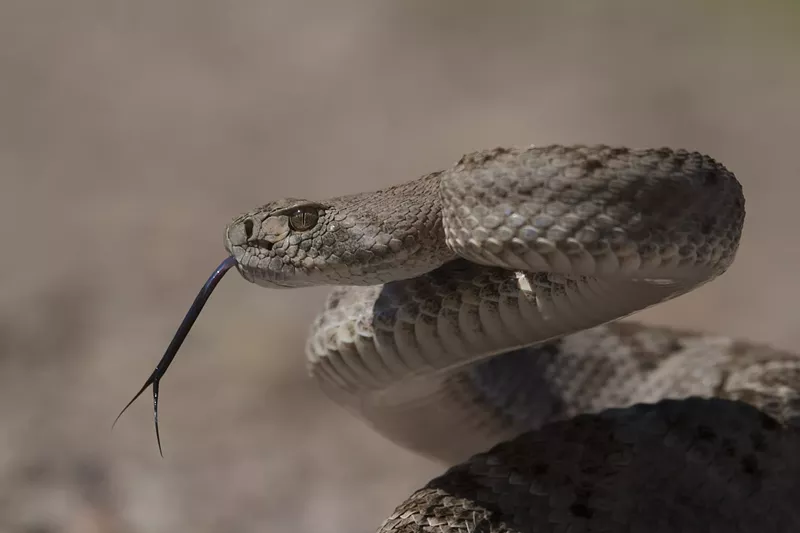Image: A Western diamondback rattlesnake.
