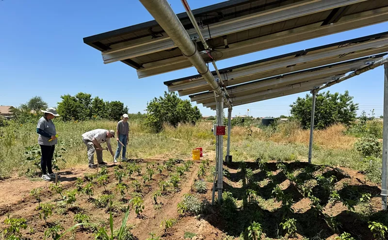 Image: Arizona farmers use solar panels to shade crops, improve sustainability