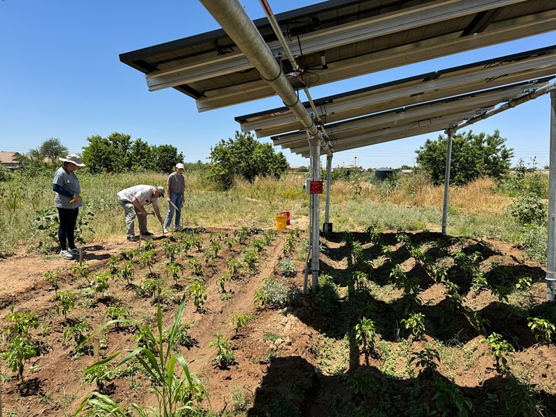 Rows of crops grow under solar panels while farmers work on the side of Spaces of Opportunity’s agrivoltaic plot in Phoenix.