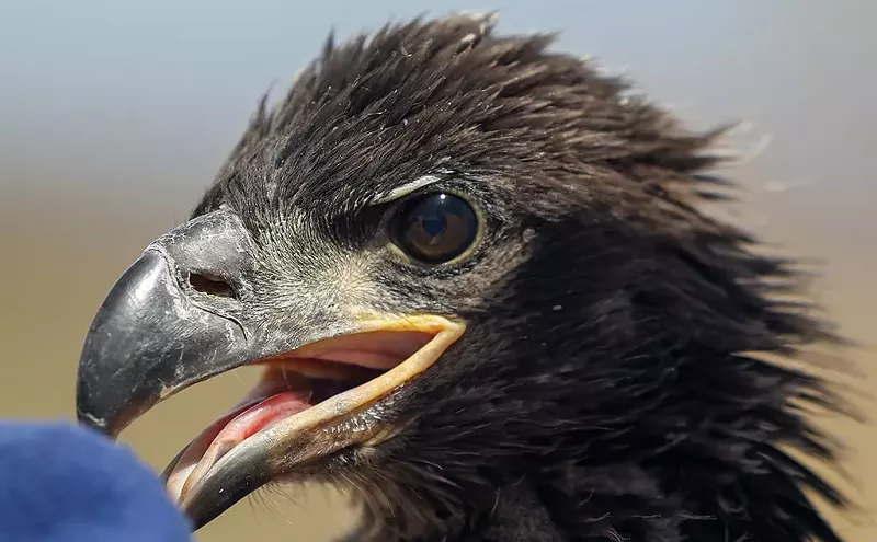Image: Arizona Game and Fish climbs cliffs to monitor baby bald eagles