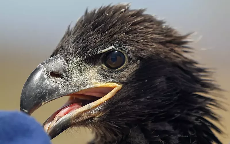 Image: A bald eaglet