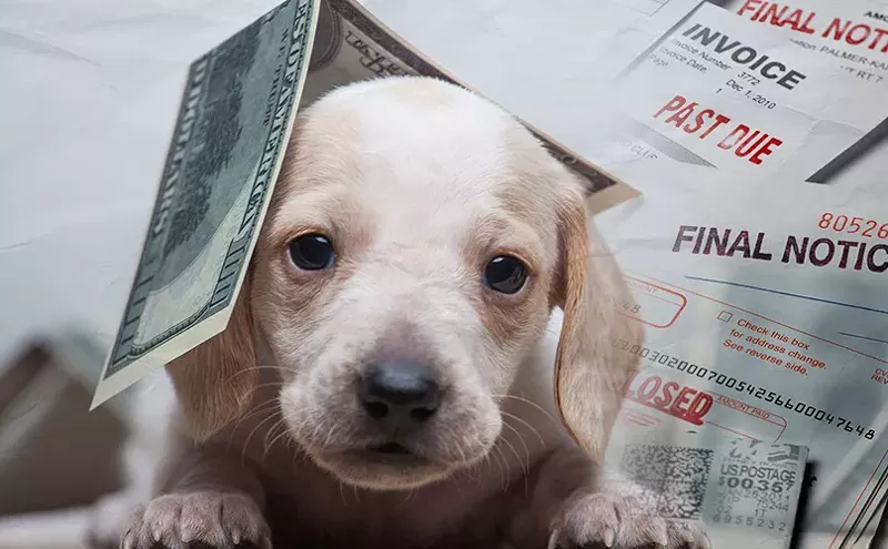 Image: Arizona pet store sells sick dogs with predatory loans, customers say