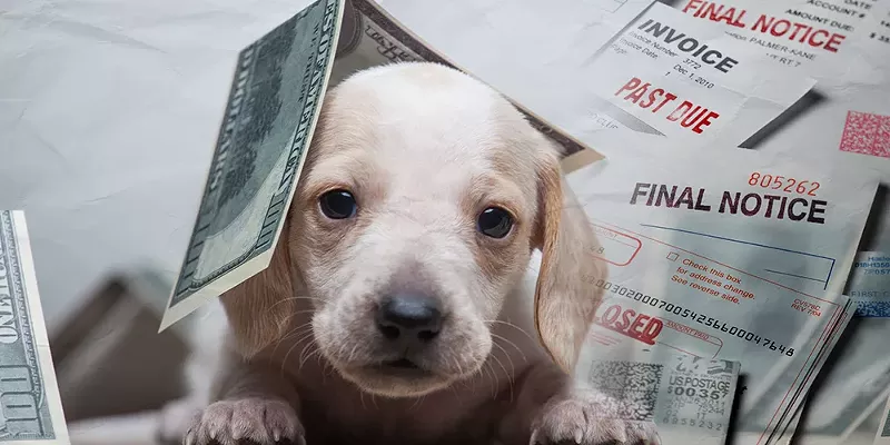 Image: paper money falling over a sad puppy