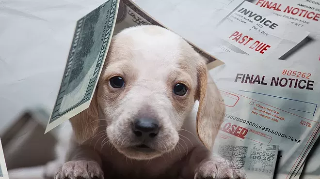 paper money falling over a sad puppy