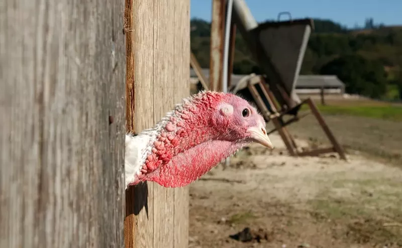 Image: Arizona Thanksgiving meal cost down 28% as turkey prices decrease
