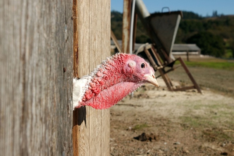 The price of turkey has dropped dramatically in Arizona compared to 2022.