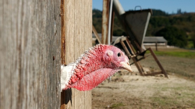 Turkey poking head out of barn