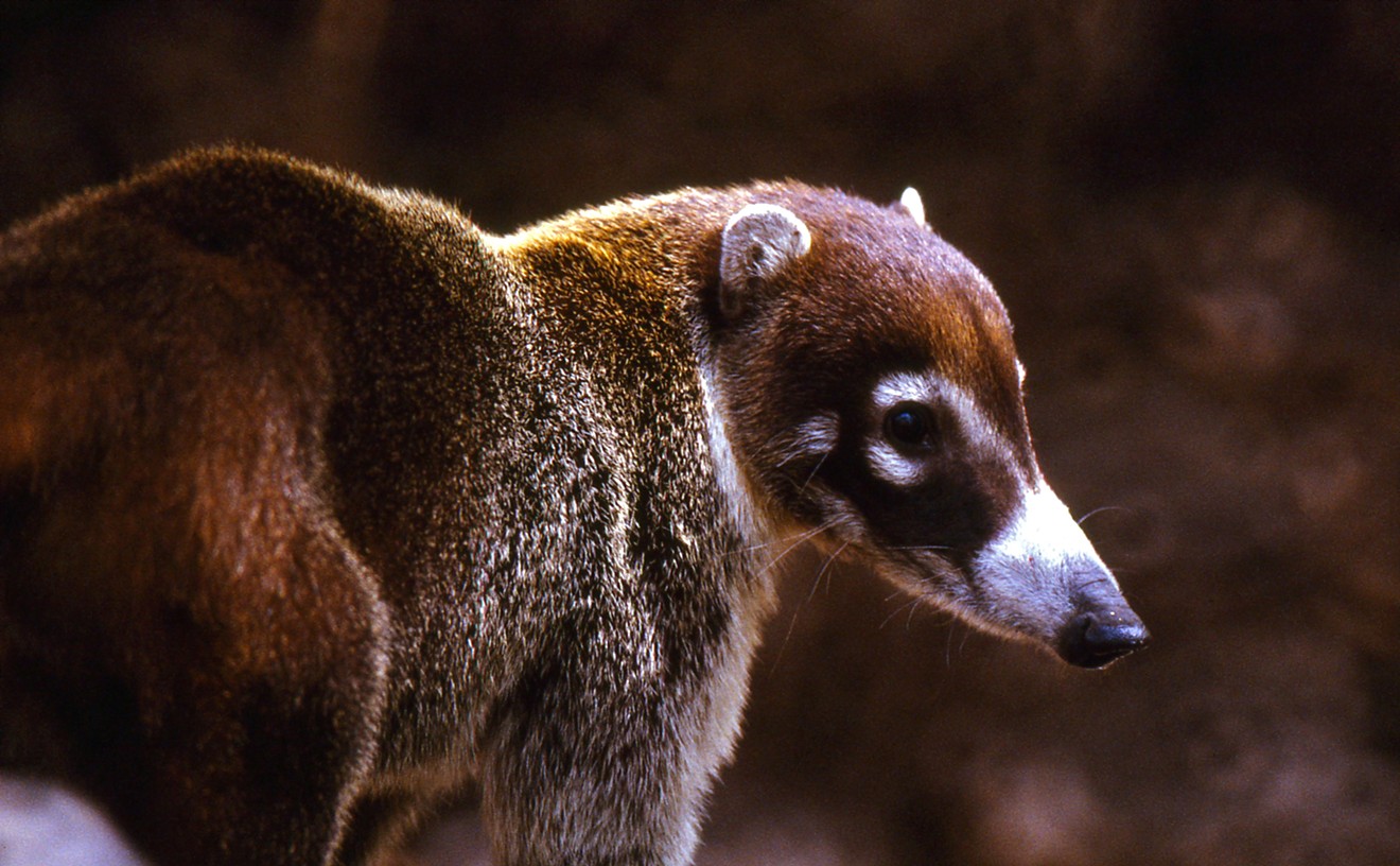 Arizona’s coatis filmed for upcoming episode of ‘Wild Kingdom’