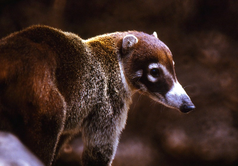 The white-nosed coati can be found in Arizona.