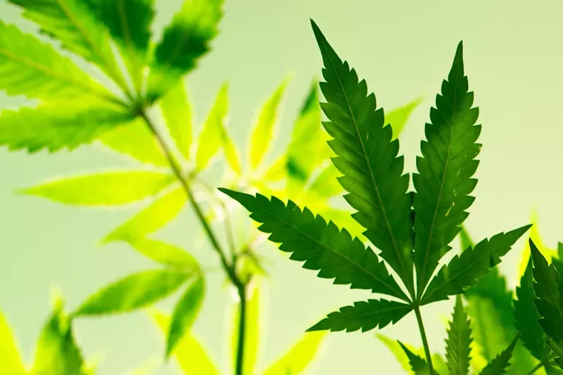 Image: Though cannabis sales are slowing, it's still expected to approach the 2022 sales total of $1.4 billion in Arizona.