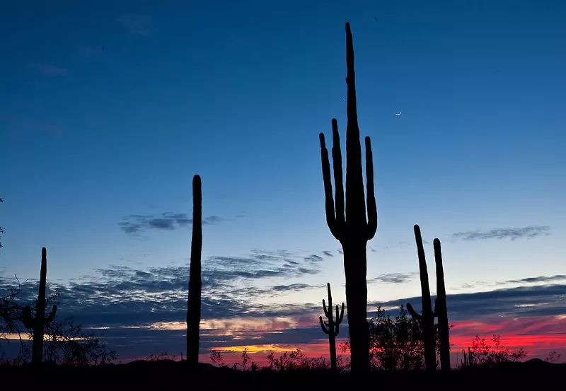 Image: Arizona's Burning Man-inspired event is named for the saguaro cactus.