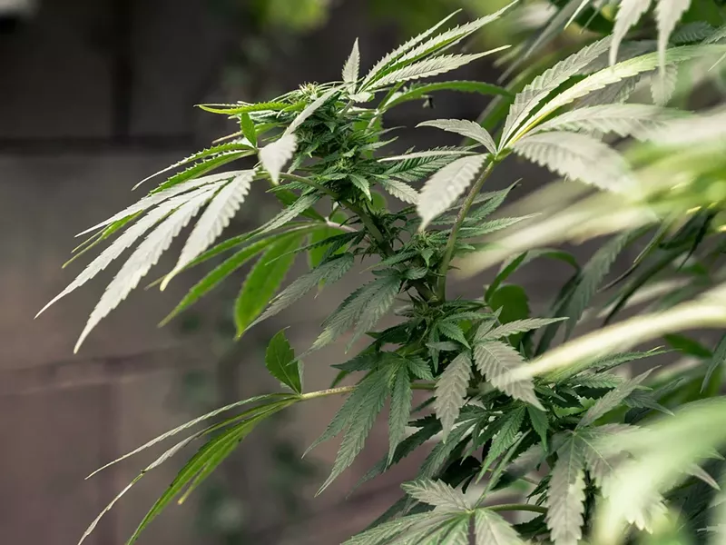 Image: Recreational marijuana is legal in Arizona.