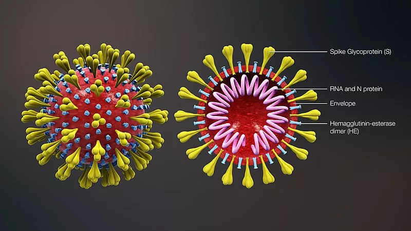 Image: Screenshot from a 3-D medical animation of the coronavirus.