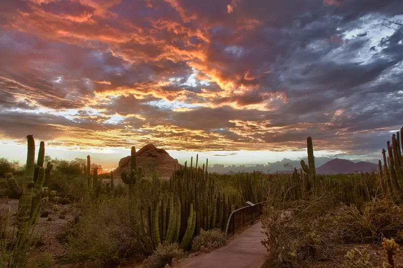 Image: Sunset views at Desert Botanical Garden in Phoenix.