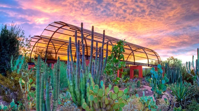 A garden at sunset.