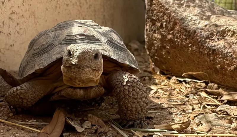 Image: a desert tortoise
