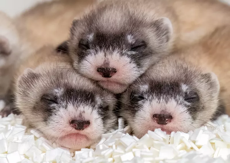 Image: A new rule from the U.S. Fish and Wildlife Service makes it easier to reintroduce the endangered black-footed ferret across Arizona.