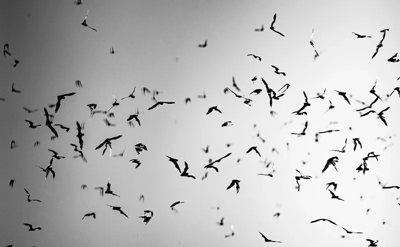 Image: Everything to know about the Phoenix Bat Cave