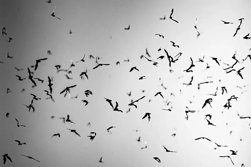 Image: Mexican free-tailed bats head out for their nightly hunt.