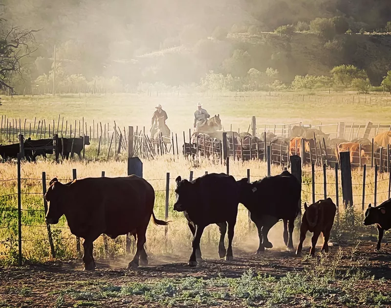 Image: Cattle driven in by ranch hands at Moon River Beef.