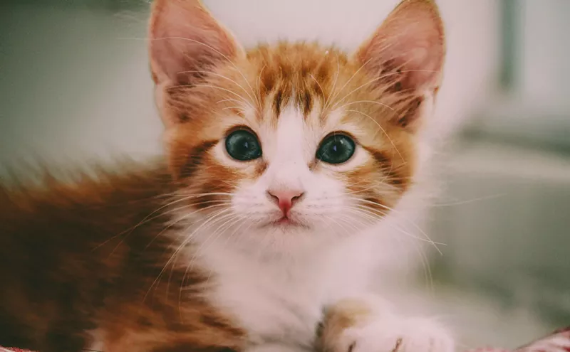 Image: Get your dopamine fix at CatVideoFest in Phoenix