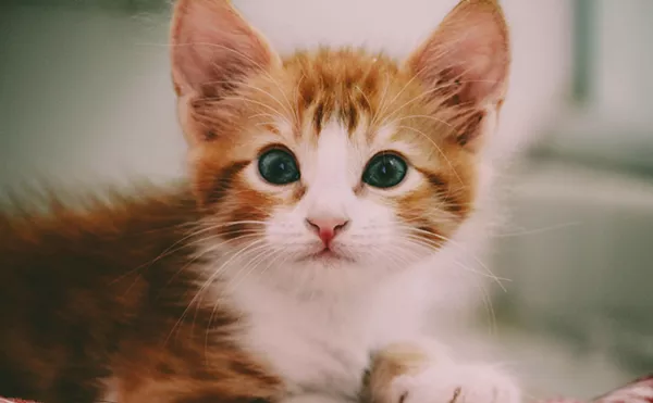 Image: Get your dopamine fix at CatVideoFest in Phoenix