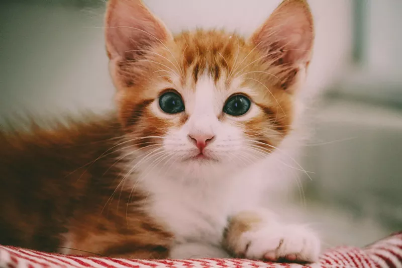 Image: Meow.