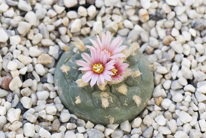 Image: a peyote cactus with a flower on top