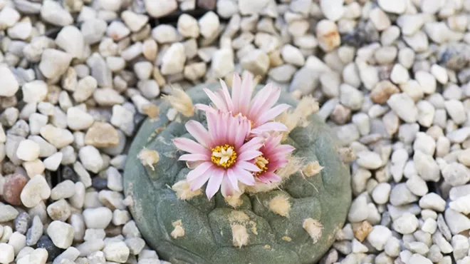 a peyote cactus with a flower on top