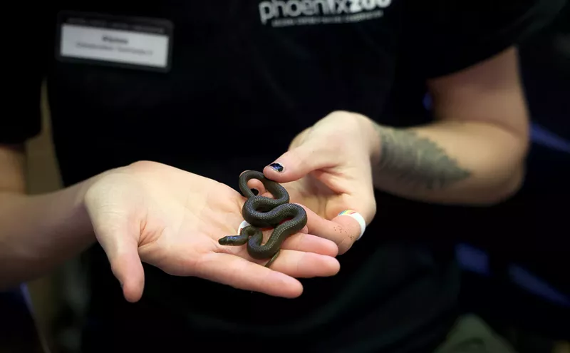 Image: ‘A tangible difference’: Phoenix Zoo scientists work to save native species
