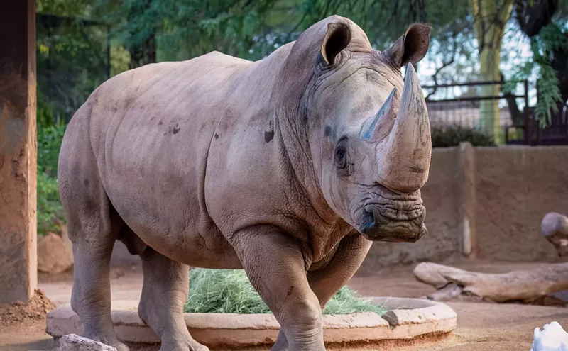 Image: Howard the rhino euthanized after four years at the Phoenix Zoo
