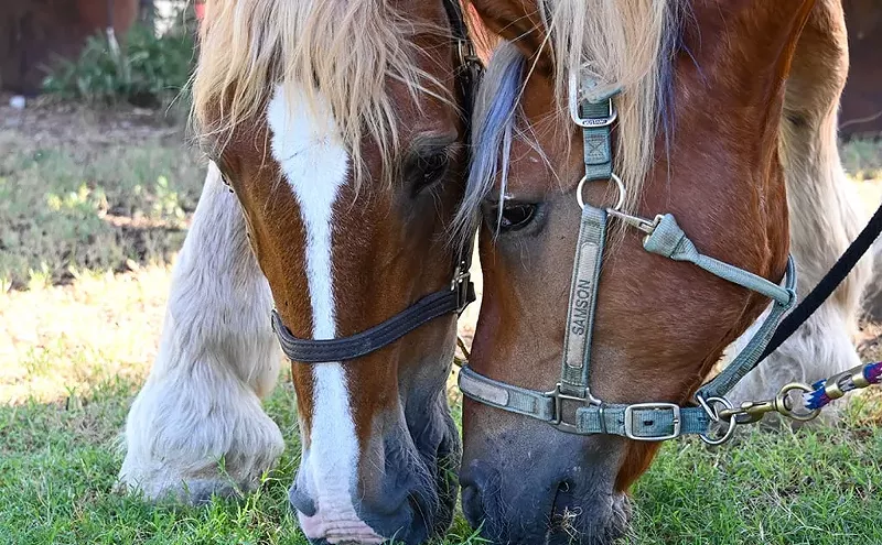 Image: Hunkapi Farm therapy horses beat the heat, help riders heal and connect