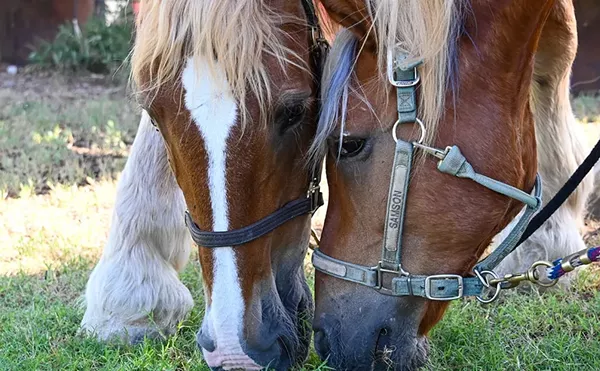 Image: Hunkapi Farm therapy horses beat the heat, help riders heal and connect