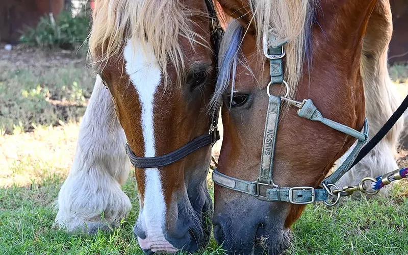 Image: From left, therapy horses Thor and Samson graze on grass at Hunkapi Farm in Scottsdale. Each horse has a special diet specific to its health and needs.