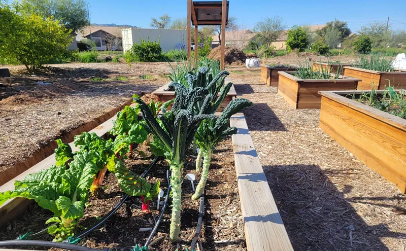 Image: In former flower fields, next generation of farmers cultivates South Phoenix