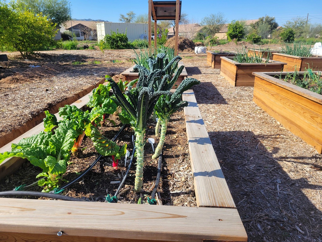 In close proximity to the canals of south Phoenix, Spaces of Opportunity uses flood irrigation to water its plants and gardens.