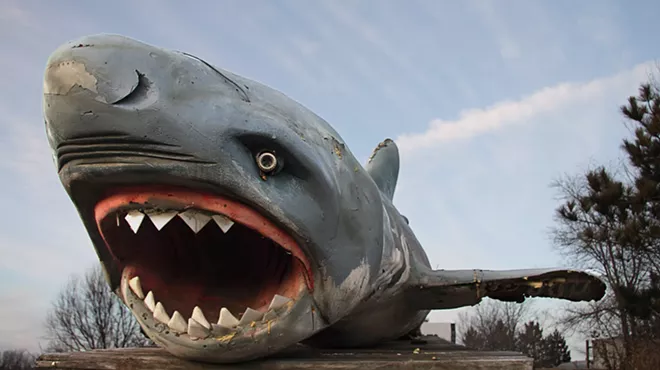 Prop shark