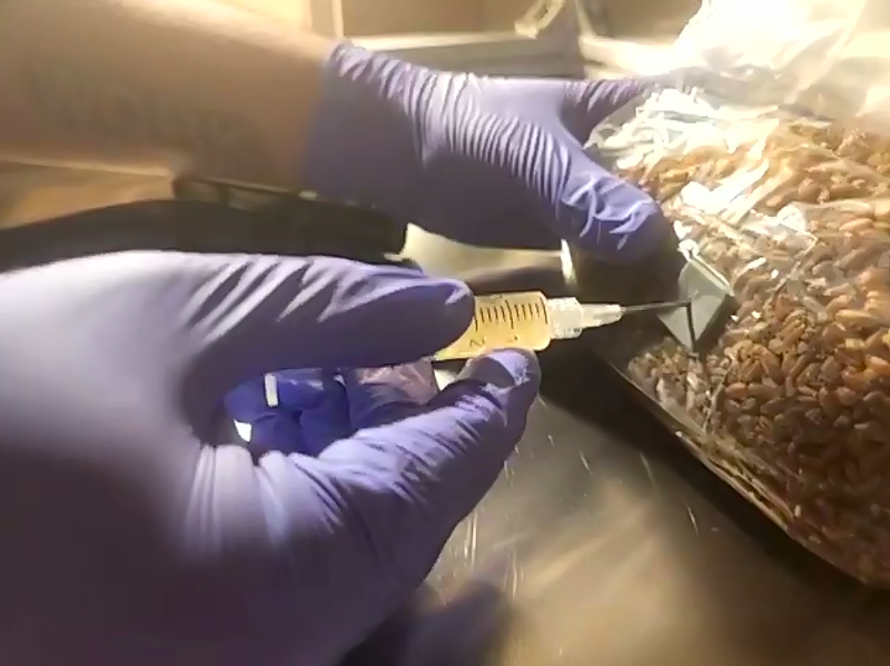 Image: Lumm injects the spawn bag with mycellium. The grain bag will eventually be covered in fungi's white fluffy network before fruiting.