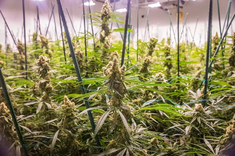 Image: In Maricopa County, 10,000 pot charges have been cleared from records.