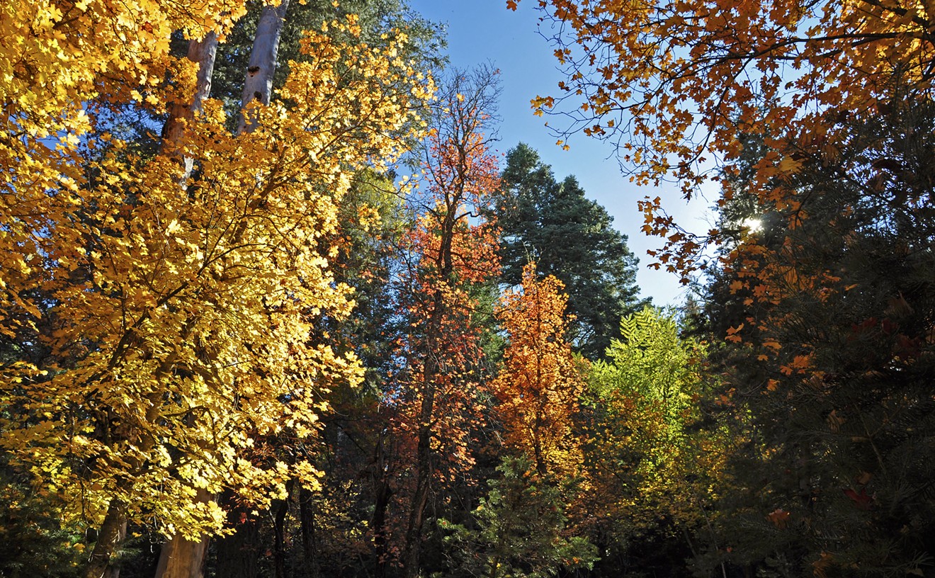 New Arizona fall foliage map shows when, where to see changing leaves