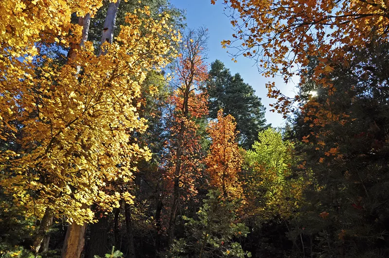 Image: fall leaves