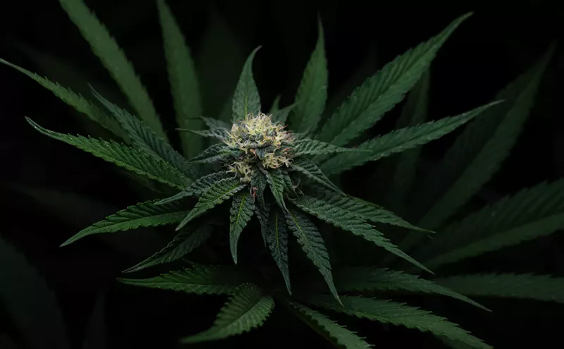 Image: The Year of Z: This is Arizona’s top new cannabis strain of 2024