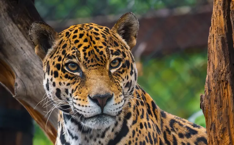 Image: Phoenix Zoo aims to attract more visitors with new big cats habitat