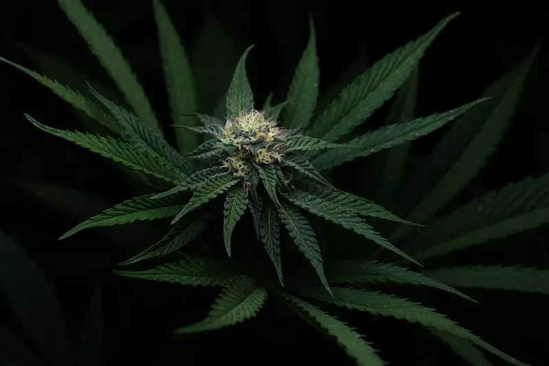 Image: A close-up of a Zkittlez cannabis strain flowering.