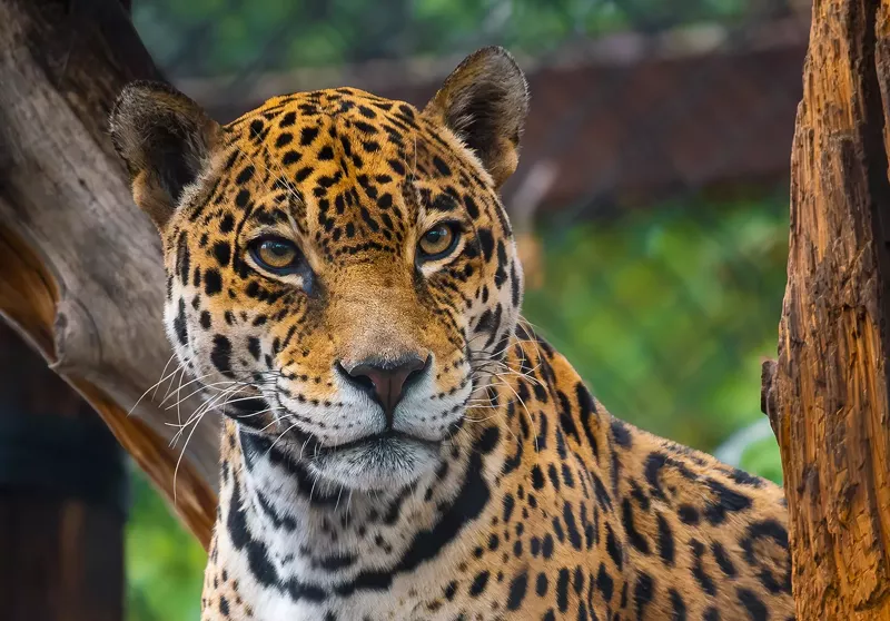 Image: A jaguar