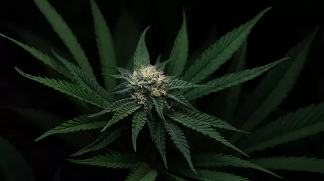 A close-up of a Zkittlez cannabis strain flowering.