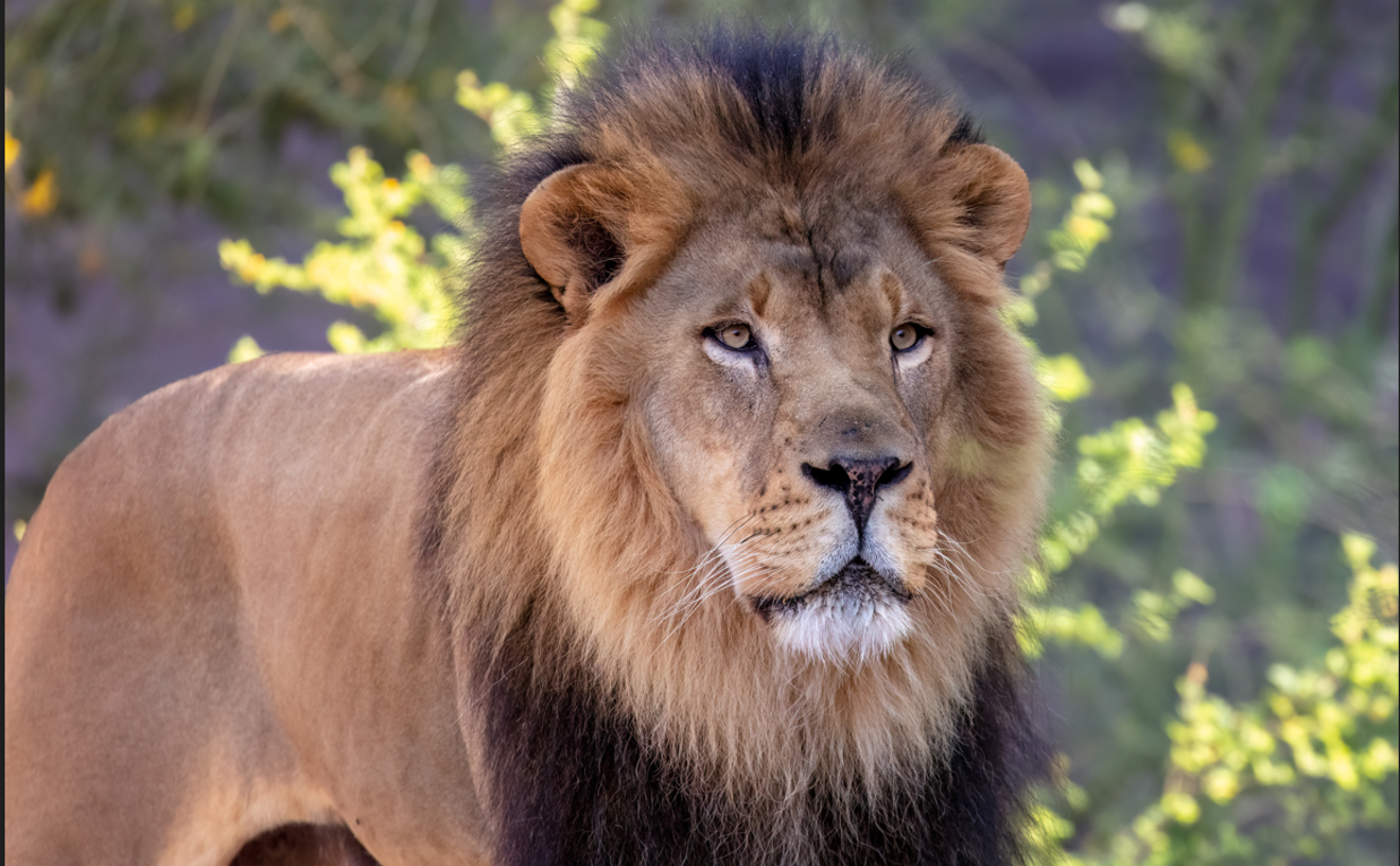 Phoenix Zoo announces death of beloved lion Boboo